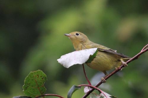 YEWA-female Artuso